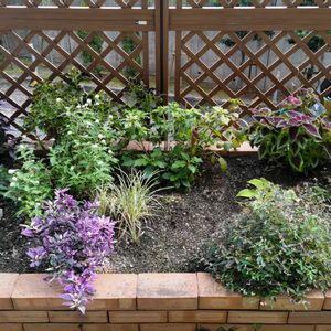 エキナセア,コリウス,センニチコウ,ユーフォルビア・ダイヤモンドフロスト,観賞用トウガラシ・パープルフラッシュの画像