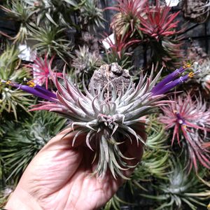 ビザール プランツ,ブロメリア,ビザールプランツ,エアープランツ/チランジア,ティランジア属の画像