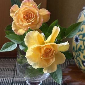 バラ,可愛い,黄色い花,元気！,iPhone撮影の画像