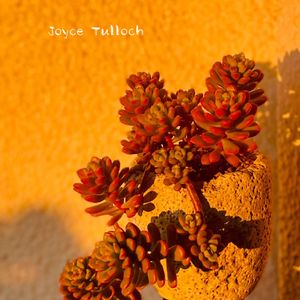 玉葉,ジョイスタロック,多肉植物のある暮らし,ジョイスタ・ロックンロール,玉婆の画像