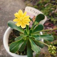 レウィシアの画像