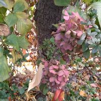 鉢植え,ガーデニング,散策,健康第一,植え込みの画像