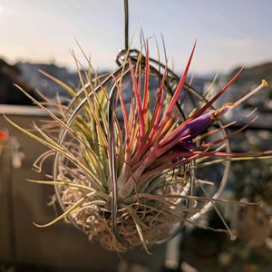 多肉植物,エアプランツ,花のある暮らし,多肉女子,おうち園芸の画像