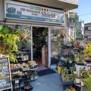 多肉植物,ウラボシ科,ビカクシダ属,食中植物,塊根の画像