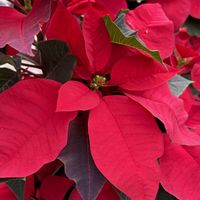 ポインセチア,さんぽ,メキシコ原産,トウダイグサ科の画像