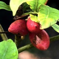 ミラクルフルーツ,ミラクルフルーツ,京都府立植物園温室,アカテツ科フルクリコ属,別名　ミラクルベリーの画像