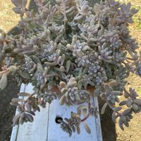 姫秋麗,紅葉する多肉,暴れ多肉,寒さに負けるな,植物は地球を救う❤️の画像