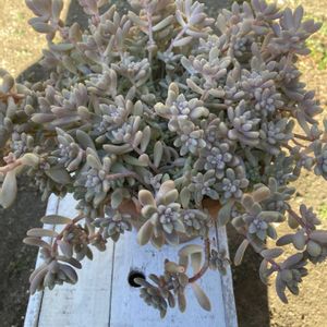 姫秋麗,紅葉する多肉,暴れ多肉,寒さに負けるな,植物は地球を救う❤️の画像