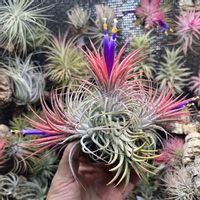 チランジア,エアプランツ,エアプランツ チランジアの画像