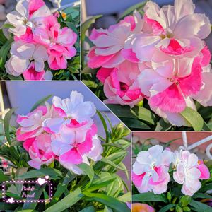 カーネーション,ガーデンカーネーション,ダイアンサス・ピンク&プラウド,マイガーデン,GSのみなさんに感謝♡の画像