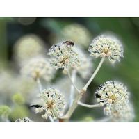 ヤツデ,かわいいな♡,花のある暮らし,お花が好き♡,今日のお花の画像