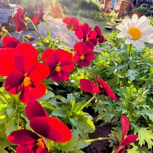 ノースポール,ビオラ,マイガーデン,いつもありがとう♡,多肉のある暮らしの画像