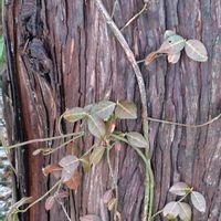 ご近所散歩,ツタ,木の画像