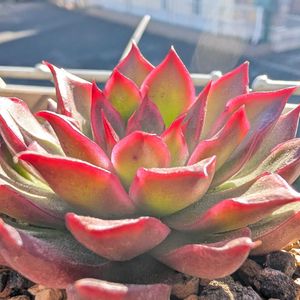 エケベリア,ファイアーピラー,ファイアーピラー,エケベリア交配種,多肉植物の画像