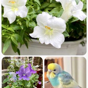 キンギョソウ,ネメシア,ネメシアネシア,白い花,紫の花の画像