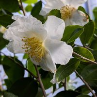 山茶花（サザンカ）,開花中,嬉しい❤️,満開❣️,ヒイラギ*の画像