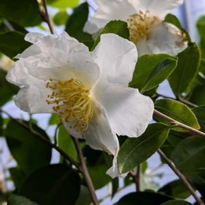 山茶花（サザンカ）,開花中,嬉しい❤️,満開❣️,ヒイラギ*の画像