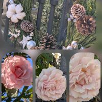 ビバーナム,バラ,レモン,,デコポンの画像