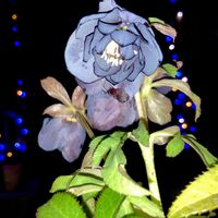 クリスマスローズの画像