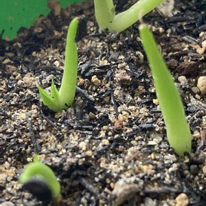 アガベ チタノタ,アガベのタネ,農大白峯園タイプ,多肉植物,実生の画像