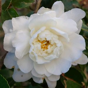 小さな庭の画像