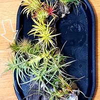 チランジア,テヌイフォリア,チランジア テヌイフォリア,エアプランツ,流木付けの画像