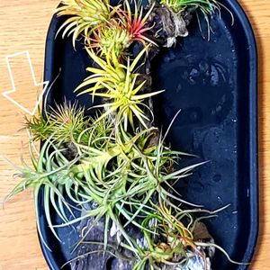 チランジア,テヌイフォリア,チランジア テヌイフォリア,エアプランツ,流木付けの画像