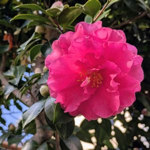 山茶花(さざんか）,平和を願う☆,小さな庭の画像