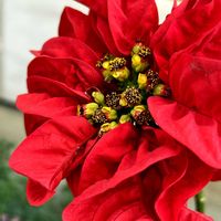 ポインセチア,東北人花の会の画像