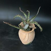 観葉植物,アロエ属,珍奇植物,ビザールプランツの画像