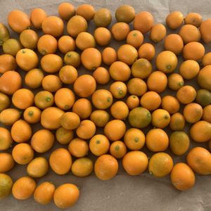 キンカン,可愛い,収穫,毎年恒例,食べ物の画像