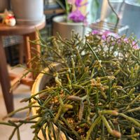 リプサリス,観葉植物,花のある暮らしの画像