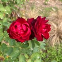 バラ,お出かけの画像