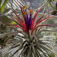 チランジア,イオナンタ,エアプランツの画像