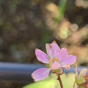 ダイモンジソウ,ダイモンジソウ,開花,可愛い,毎年恒例の画像