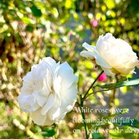 薔薇,可愛い〜♡,植物が好き♡,お花好き,おでかけ先の画像