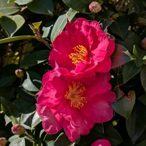 山茶花(さざんか）,マイガーデン,お花大好き✨,小さな庭の画像