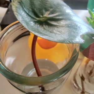 トラディスカンティア,パープルディライト,ペペロミア・アルギレイア（スイカペペ）,ぼん・パープルディライト,多肉植物の画像