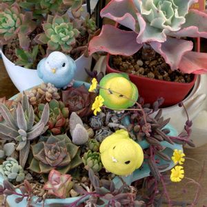 多肉植物,ベランダガーデン,多肉初心者,可愛い,癒しの画像