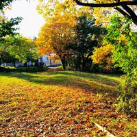 ヤツデ,Love & Peace,半分そら,ありがとう♡︎⸜( ´ ꒳ ` )⸝♡︎,もたらされる陽光の至福…の画像