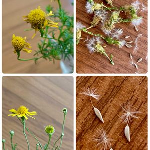 ダールベルグデージー,日々草,サニーレタス,収穫,ビニールハウスの画像