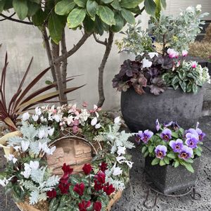 ガーデンシクラメン,ビオラ,ヒューケラ,寄せ植え,ナチュラルガーデンの画像