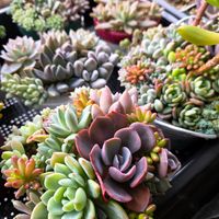 エケベリア,多肉植物,多肉寄せ植えの画像