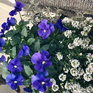 アリッサム,ビオラ,よく咲くスミレ,コプロスマ キルキー,よく咲くスミレ・ブルーフィズの画像