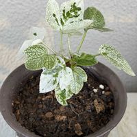 ヤツデ,ヤツデ・紬絞り,斑入り。,ベランダの画像