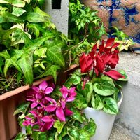 アイビー,ガーデンシクラメン,ガーデンシクラメンステラの画像