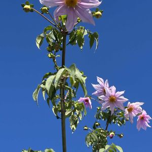 皇帝ダリア,皇帝ダリア,うす紫色,植物のある暮らし,花友さんに感謝の画像