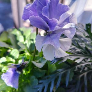 パンジー ・ ふわふりる,ベランダの画像