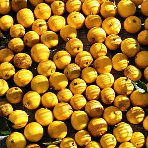 疲労困憊,なんも言えねえ,棘の応酬,ベランダ,庭の画像