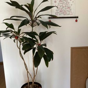 花のある暮らし,好きなお花に囲まれたい,小さな庭の画像